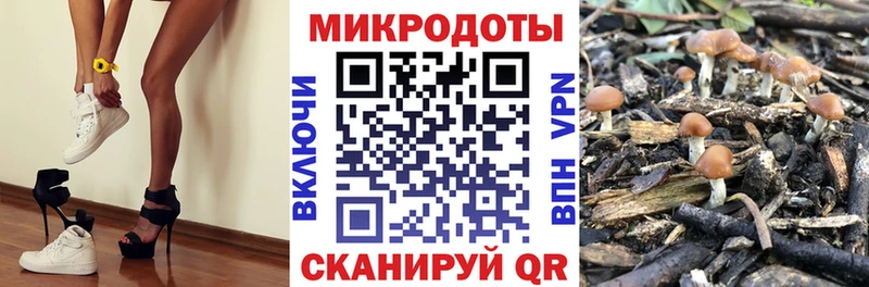 Псилоцибиновые грибы Psilocybine cubensis  Спасск-Рязанский 